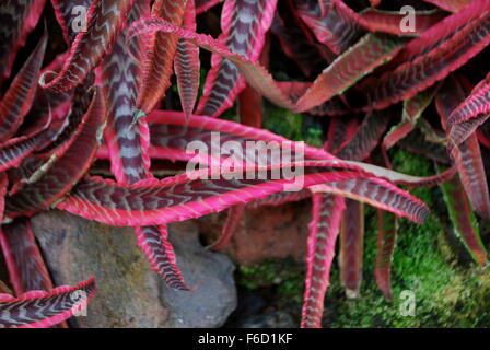 Rosa Bromeliad foglie in Singapore Botanic Gardens Foto Stock