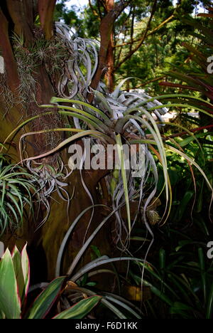 Bromeliacee in Singapore Botanic Gardens Foto Stock