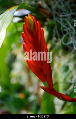 Red bromeliad in Singapore National Orchid Garden. Foto Stock