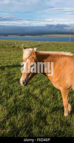 Cavalli nella penisola di Vatnsnes, Islanda Foto Stock