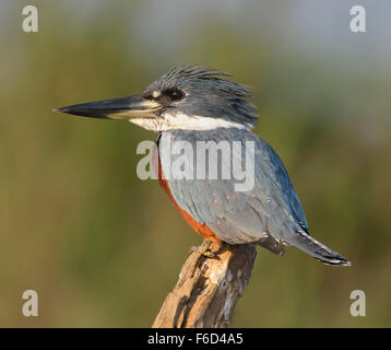 Di inanellare Kingfisher (Megaceryle torquata) arroccato ritratto Foto Stock