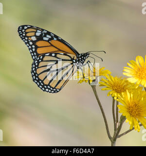Farfalla monarca (Danaus plexippus) su fiori gialli Foto Stock