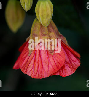 Il cinese lanterna Fiore (Physalis alkekengi) con boccioli Foto Stock