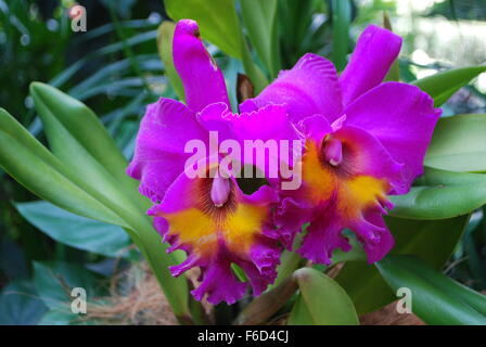 Colorate Dendrobium orchidee dal National Orchid Garden a Singapore. Foto Stock