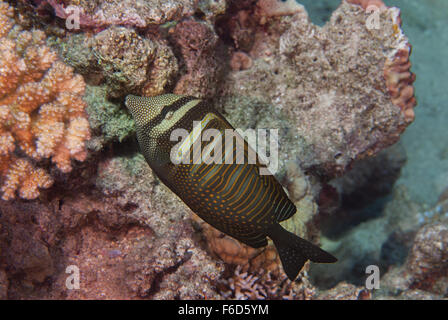 Mar Rosso sailfin codolo o Desjardin's sailfin tang (Zebrasoma desjardinii), Acanthuridae, Sharm el Sheikh, Mar Rosso, Egitto Foto Stock