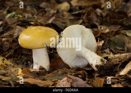 Comune Russula giallo ocra Brittlegill, Ockertäubling, Ocker-Täubling, Zitronentäubling, Russula ochroleuca, Russula granulosa Foto Stock