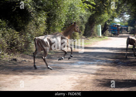 Sambar deer in esecuzione su strada, bharatpur Rajasthan, India, Asia Foto Stock