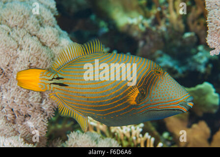 Orange-rigato pesci balestra Balistapus undulatus, Balistidae, Sharm el Sheihk, Mar Rosso, Egitto Foto Stock