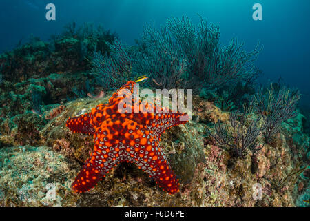 Cuscino Panamic Starfish, Pentaceraster cumingii, La Paz, Baja California Sur, Messico Foto Stock