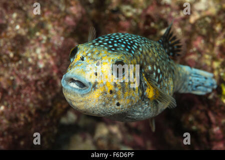 Le faraone Puffer, Arothron meleagris, La Paz, Baja California Sur, Messico Foto Stock