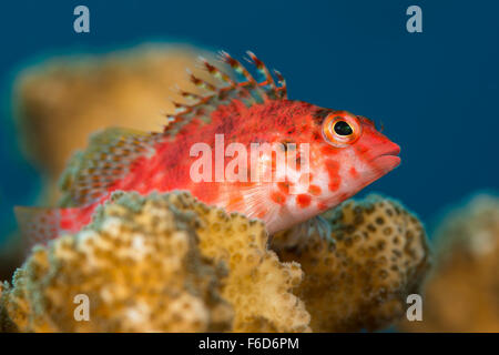 Coral Hawkfish, Cirrhitichthys oxycephalus, La Paz, Baja California Sur, Messico Foto Stock