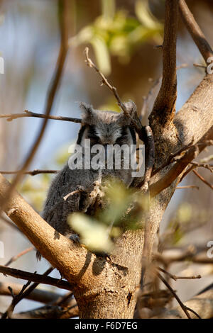 Questo sud di fronte bianco-gufo mamma, aveva 4 soffici owlet uccellini nella struttura ad albero con lei. Un eccezionale feat piccolo gufo pulcini Foto Stock