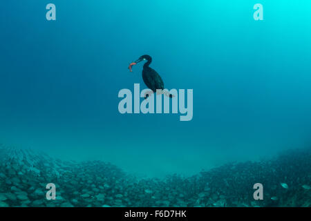 Brandts cormorano catturato il pesce, Phalacrocorax penicillatus, La Paz, Baja California Sur, Messico Foto Stock