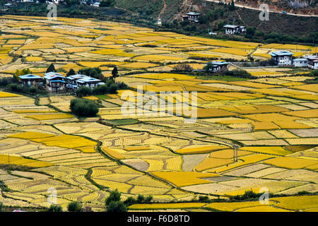 Mature risaie nella valle di Paro Chhu vicino a paro, Bhutan Foto Stock