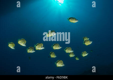 Secca di Barberfish, Johnrandallia nigrirostris, La Paz, Baja California Sur, Messico Foto Stock