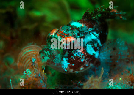 Madeira fluorescente il pesce, Scorpaena maderensis, pirano, Slovenia Foto Stock