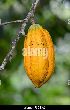 Mature pod di cacao (Theobroma cacao), Choco foresta pluviale, Ecuador Foto Stock