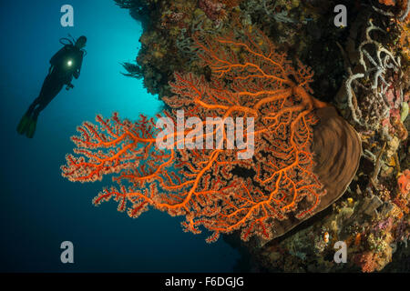 Scuba Diver e Mar Rosso ventola, Solenocaulon sp., Alor, Indonesia Foto Stock