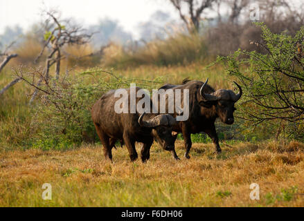 Grande mandria di bufali, uno dell'Africa sono cinque grandi sono molto pericoloso e imprevedibile di animali selvatici con enormi corna Foto Stock