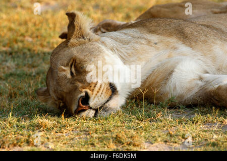 Sleeping leoni africani durante il calore del giorno Foto Stock