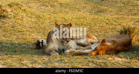 Sleeping leoni africani durante il calore del giorno Foto Stock