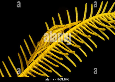 Crinoide gamberetti, Periclimenes amboinensis, Alor, Indonesia Foto Stock