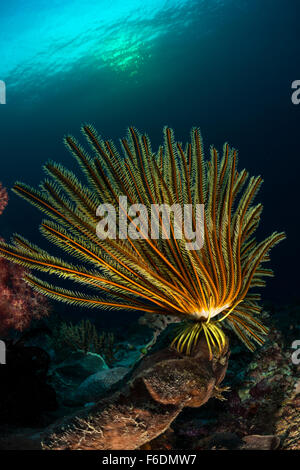 Feather Star in Coral Reef, Comantheria briareus, Alor, Indonesia Foto Stock