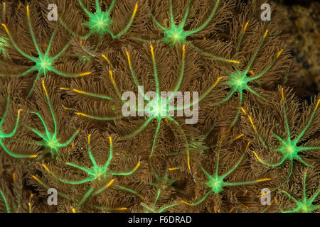 Polipi di corallo Palm, Clavularia sp., Alor, Indonesia Foto Stock