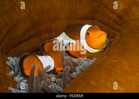 Clown Anemonefish, Amphiprion ocellaris, Alor, Indonesia Foto Stock