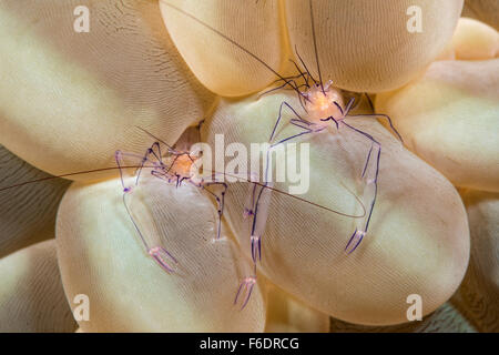 Coppia di bolla di gamberi di corallo, Vir philippinensis, Alor, Indonesia Foto Stock