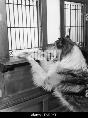 Data di rilascio: Aprile 20, 1945. Il titolo del filmato: Figlio di Lassie. STUDIO: Metro Goldwyn Mayer (MGM). Trama: . Nella foto: LASSIE come Lassie. Foto Stock
