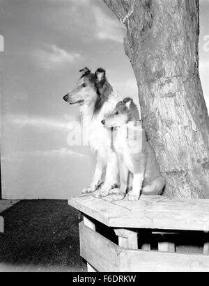 Data di rilascio: Aprile 20, 1945. Il titolo del filmato: Figlio di Lassie. STUDIO: Metro Goldwyn Mayer (MGM). Trama: . Nella foto: LASSIE come Lassie. Foto Stock