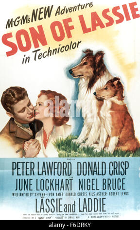 Data di rilascio: Aprile 20, 1945. Il titolo del filmato: Figlio di Lassie. STUDIO: Metro Goldwyn Mayer (MGM). Trama: . Nella foto: LASSIE come Lassie, PETER LAWFORD come Joe Carraclough, Donald Crisp come Sam Carraclough e GIUGNO LOCKHART come Priscilla. Foto Stock