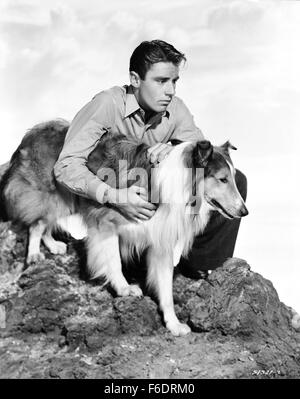 Data di rilascio: Aprile 20, 1945. Il titolo del filmato: Figlio di Lassie. STUDIO: Metro Goldwyn Mayer (MGM). Trama: . Nella foto: LASSIE come Lassie E PETER LAWFORD come Joe Carraclough. Foto Stock