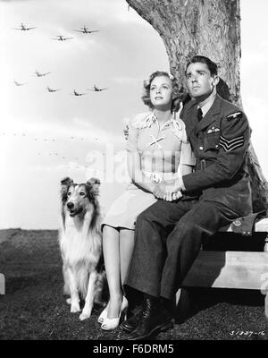 Data di rilascio: Aprile 20, 1945. Il titolo del filmato: Figlio di Lassie. STUDIO: Metro Goldwyn Mayer (MGM). Trama: . Nella foto: LASSIE come Lassie, PETER LAWFORD come Joe Carraclough e GIUGNO LOCKHART come Priscilla. Foto Stock