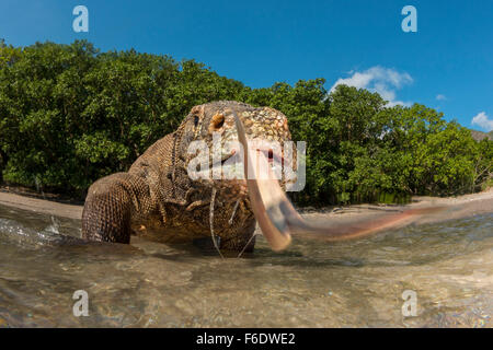 Drago di Komodo, Varanus komodoensis, Komodo, Indonesia Foto Stock