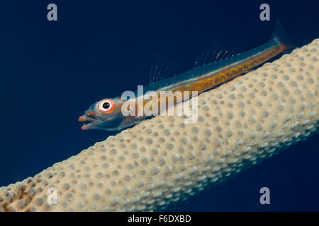 Frustino Coral ghiozzo, Bryaninops sp., Komodo, Indonesia Foto Stock