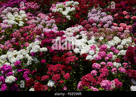 Dianthus, noto come dolce William in una massa. Foto Stock