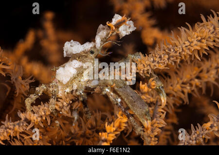 Granseola, Macropodia sp., Komodo, Indonesia Foto Stock