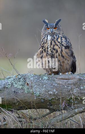 Gufo reale (Bubo bubo), femmina adulta appollaiato sul log, Sumava National Park, Bohemia Repubblica Ceca Foto Stock