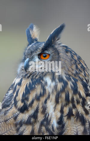 Gufo reale (Bubo bubo), femmina adulta, ritratto, Sumava National Park, Bohemia Repubblica Ceca Foto Stock