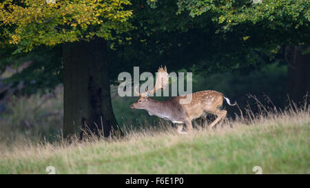 Daini (Dama Dama), buck in fuga, Zelanda, Danimarca Foto Stock