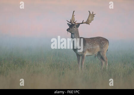 Daini (Dama Dama), fulvo sul prato boschivo, nebbia, la luce del mattino, Zelanda, Danimarca Foto Stock