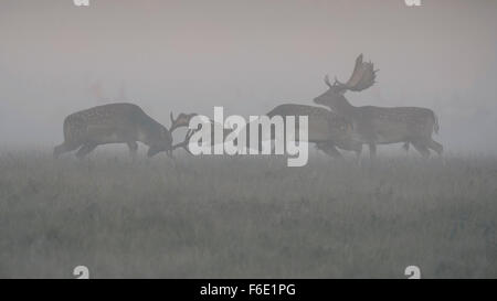 Daini (Dama Dama), bucks combattimenti, nebbia, la luce del mattino, Zelanda, Danimarca Foto Stock