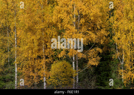 Le betulle (Betula) in autunno, Parco Nazionale Šumava, Sumava, Repubblica Ceca Foto Stock