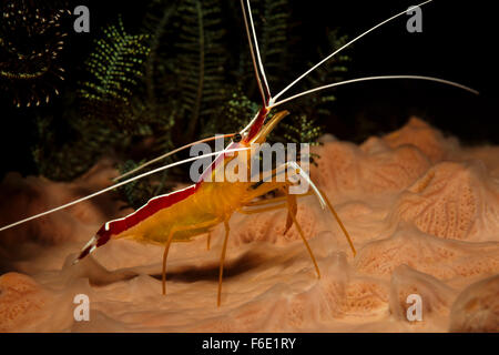 Bianco-pulitore a bande di gamberi Lysmata amboinensis, Komodo, Indonesia Foto Stock