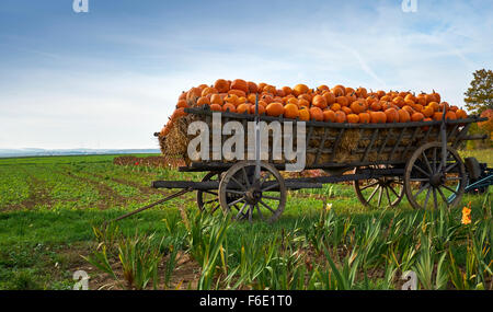 Zucche sul carrello di fieno, Hesse renana, Renania-Palatinato, Germania Foto Stock