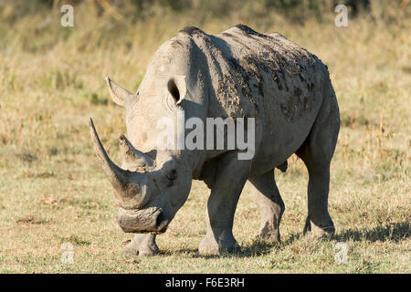 Rinoceronte bianco o piazza a labbro rinoceronte (Ceratotherium simum), il lago Nakuru National Park, Kenya Foto Stock