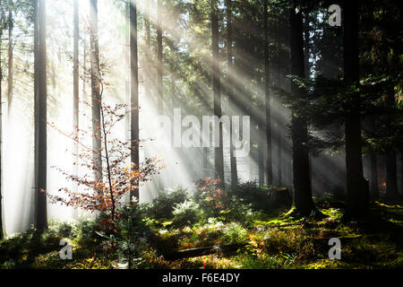 Raggi di sole che splende attraverso gli alberi nella nebbia, Abete (Picea sp.) foresta, autunno, Hinterzarten, Foresta Nera, Baden-Württemberg Foto Stock