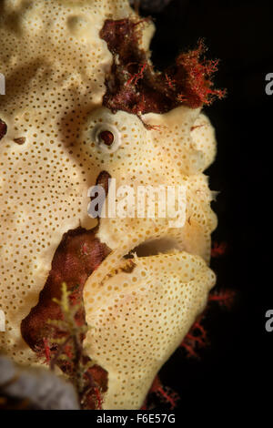 Ritratto di rana pescatrice presenta verrucosa, Antennarius maculatus, Komodo, Indonesia Foto Stock